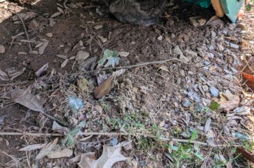 Cinnabun love sitting under the slide