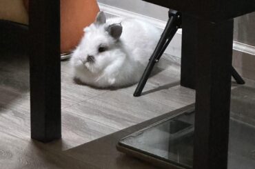 Who dropped this marshmallow?