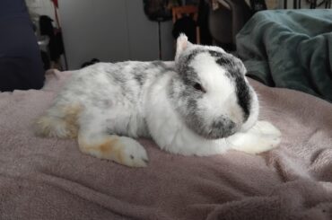 The final picture of Ofelia before she was put to sleep. Thank you for these 7 years and may you sleep peacefully.