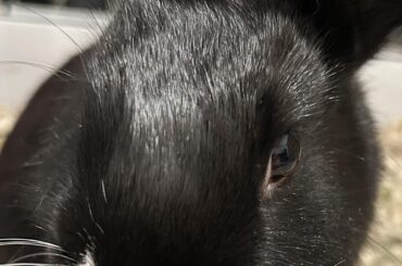 Update on the bunny