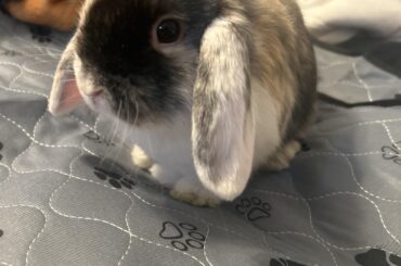 How do i get him to stop peeing on my bed?