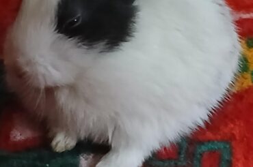 My first rabbit Coco