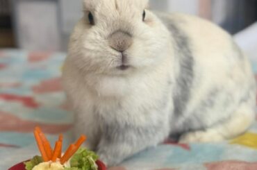 Emmet turned 9 today!