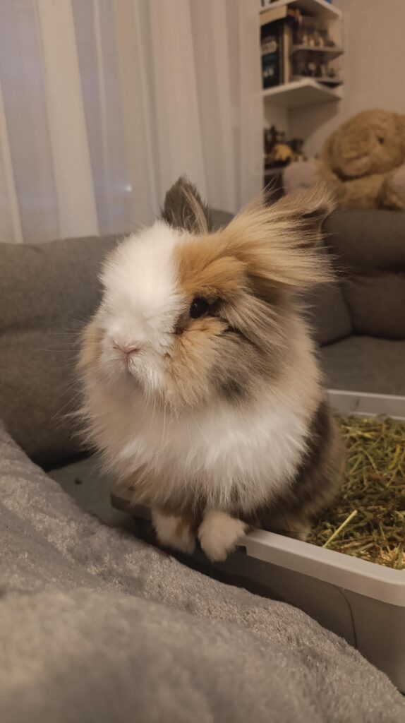 Of course the litter box is the most interesting thing in the world when I’m cleaning it (he hates it otherwise)