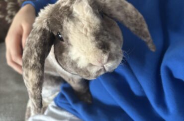 Hello from Bernie 🐰