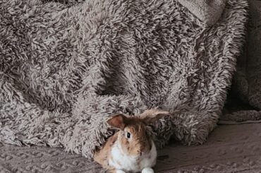 walked into the living room to see that milou had tucked himself in