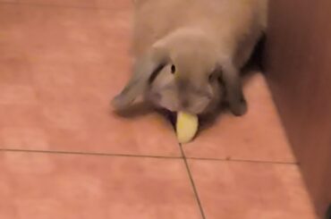My bunny is really afraid of hands