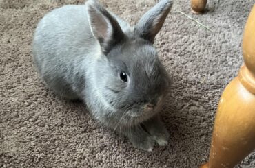 How do I stop my bunny from peeing on the couch ?