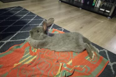 Questions about adjusting to new life with a bunny and a baby