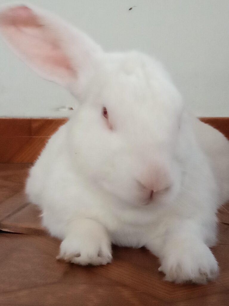 How much discarded fur does it take to fill a pillow or make a poddle costume?