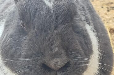 Silly boy (the flair is 'art' because he is a work of art)