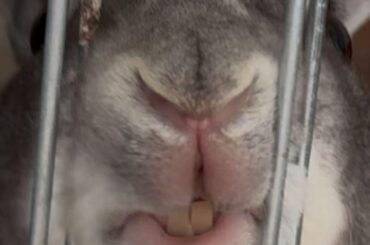 Best tool for turning hay into powder-y substance? (Switzerland)