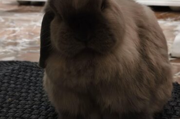 A muffin