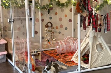 Found Bush Bunny Update (Bunito Antonio Martinez Ocasio)