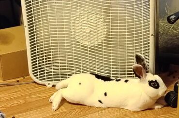 My bun is suddenly aggressive