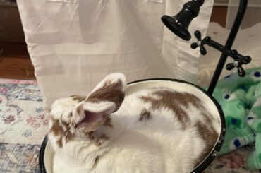 Y’all!!! I finally found a little tub for my chunky girl! I’m so pleased with myself lol!