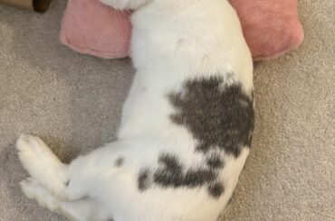 Have you ever seen anything cuter in ur life?