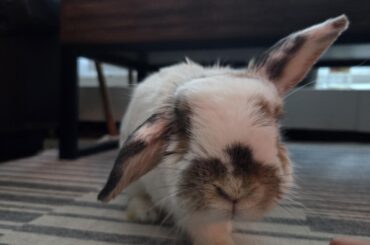 Absorbant flooring for rabbit with chronic kidney disease?