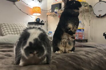 They haven’t groomed each other yet, but they can now be in the same room!!