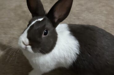 Cinnabun telling me it’s time for pellets (she just ate some 5 minutes ago)