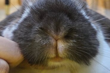 close-up of the mouf