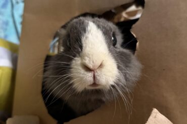 Where ears? And why so cheeks? Question, questions.