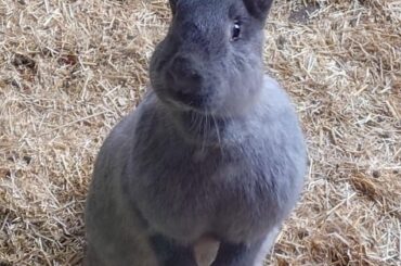 Unit waving her big ears at us after spreading bedding everywhere