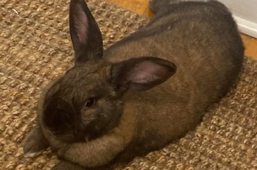 Bonding a free roam bunny