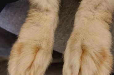 The girls rescued with Kevin 😔