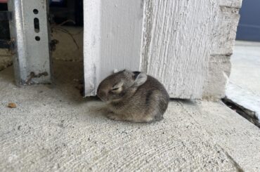 Found small baby bunny outside garage, needing advice or resource!