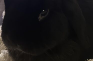 My bunny of almost 9 years died