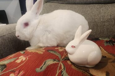 Has anyone had this before? Elderly rabbit with small, dry and hard poops, drinking 15oz of water a day but no kidney problems.