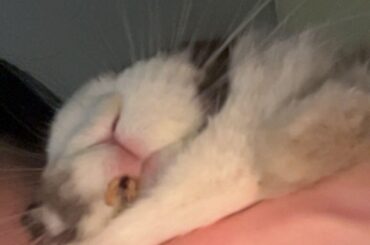 What is on my bunny's mouth