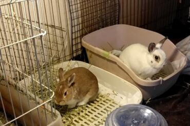 What kind of litter boxes do you use?