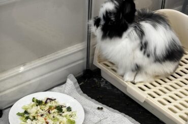 My cookie monster and I having a salad for lunch