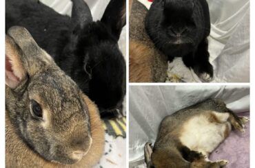 Hoping to keep this bonded pair together!! (Wisconsin)