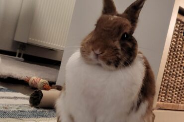 Look at this fat fuck