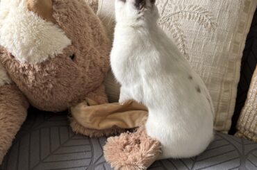 Coquito lording over his new plushy