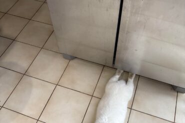 perpendicular (he just wants me to open the fridge)
