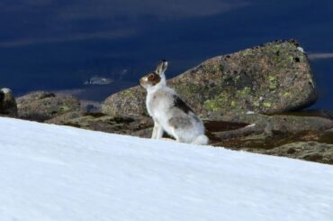 A mountain hare I came across today while hiking