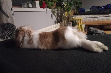 Draw me like one of your French bunnies