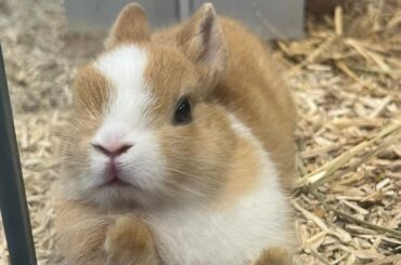Help identifying my bun! Any idea what breed or type they are?