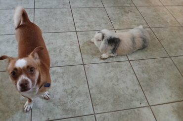 Ghost wondering why Benny insists on following me around the house.