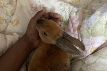 How to reduce the amount of licking from my bunny?