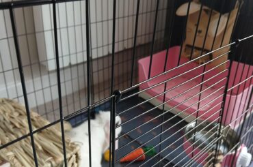 Tips for helping her settle in? 🐰