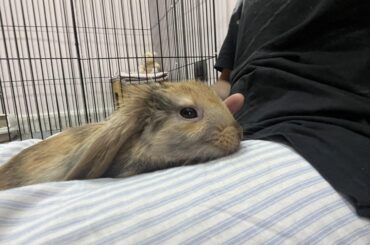 Bunny drinking its own pee