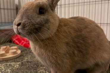 Our current opposite bunnies.