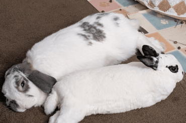 First Foster Bun : My Experience