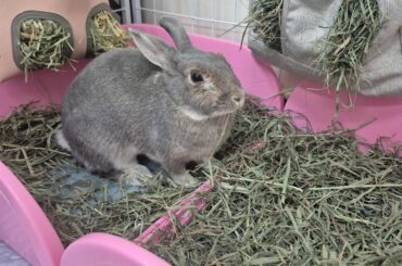 What kind of breed is my bun