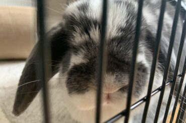 I scared the heck out of my bunny today and feel so bad